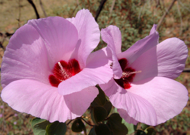 Vivir con felicidad (Sturt Desert Rose)