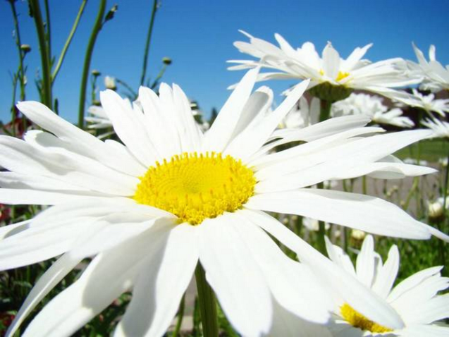 Shasta Daisy – Pensamiento integrador –