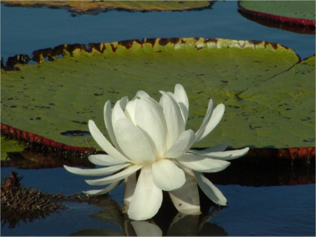 Victoria Regia