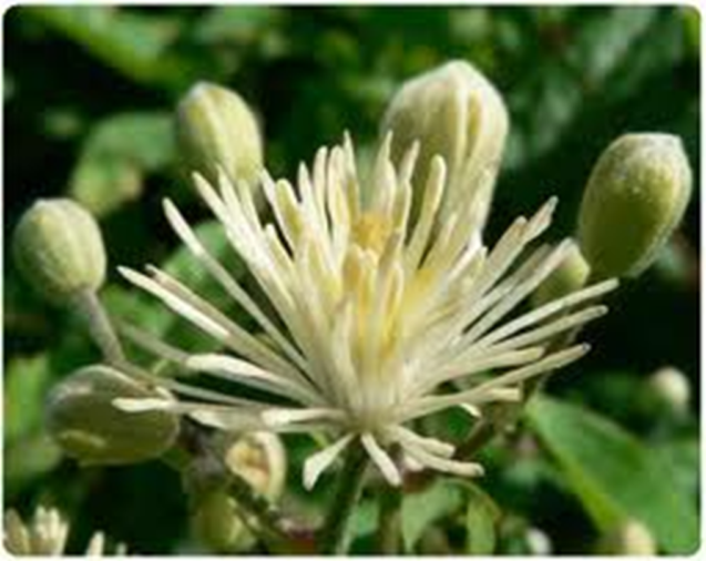 Proceso de Sublimación y Esencias Florales