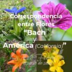 Correspondencia entre Flores «Bach y América» (California)